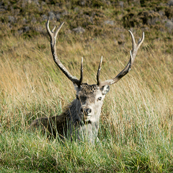 A deer in the highlands Scotland